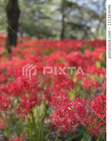 Cluster amaryllis in full bloom Cluster amaryllis in full bloom 131363046