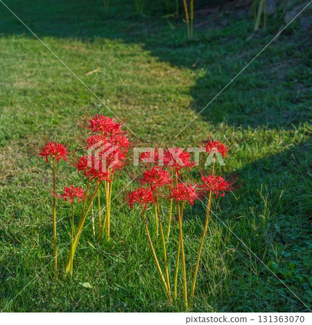 A cluster amaryllis in full bloom that shines in the light 131363070