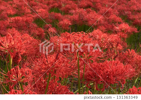 Cluster amaryllis in full bloom 131363349