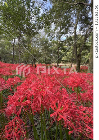 盛開的朱頂紅 131363350