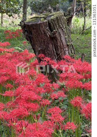 盛開的朱頂紅 131363351