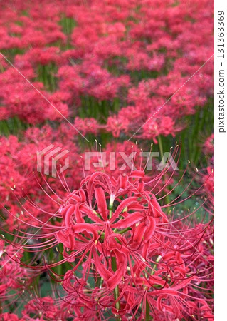 盛開的朱頂紅 盛開的朱頂紅 131363369