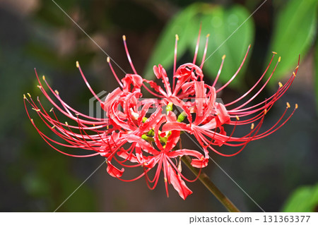 Higanbana (cluster amaryllis) Higanbana (cluster amaryllis) 131363377