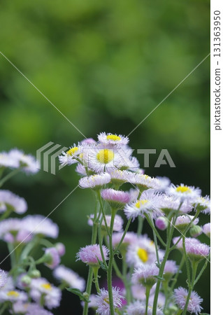 淡粉色的翠玉花 131363950