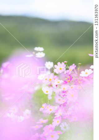 Cosmos in full bloom 131363970