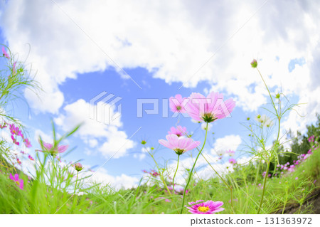 Cosmos in full bloom (fisheye lens) 131363972