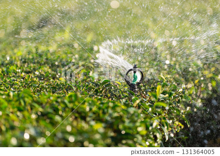 Close-Up of Sprinkler System Watering Lush Green Tea Plants on Sunny Day with Glimmering Water Droplets Creating a Refreshing Atmosphere for Agriculture Close-Up of Sprinkler System Watering Lush Green Tea Plants on Sunny Day with Glimmering Water Droplets Creating a Refreshing Atmosphere for Agriculture 131364005