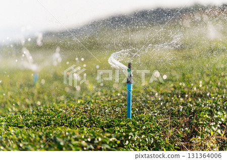 A Close-up View of a Sprinkler System Irrigating a Lush Green Field with Water Spraying in a Farm Landscape Under Bright Sunshine A Close-up View of a Sprinkler System Irrigating a Lush Green Field with Water Spraying in a Farm Landscape Under Bright Sunshine 131364006