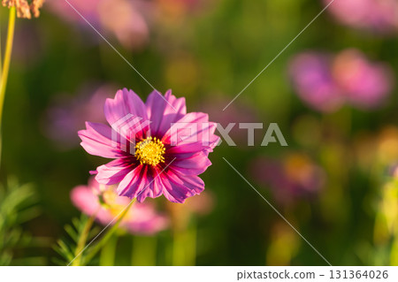 Vibrant Pink Cosmos Flower Bloom with Yellow Center Surrounded by Lush Greenery in a Bright Sunlit Garden Setting 131364026
