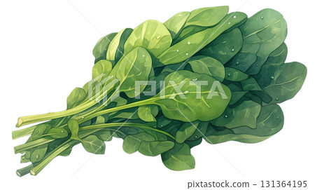 透明背景上菠菜的水彩插圖(png) 透明背景上菠菜的水彩插圖(png) 131364195