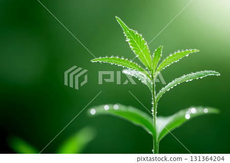 Fresh green plant with water droplets in soft natural light. Fresh green plant with water droplets in soft natural light. 131364204