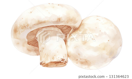 透明背景上的白色蘑菇水彩插圖（png） 131364623