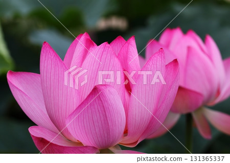 蓮花 131365337