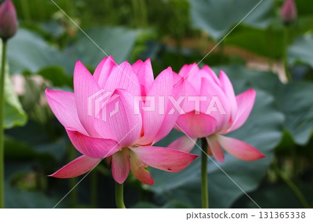 兩朵蓮花 131365338