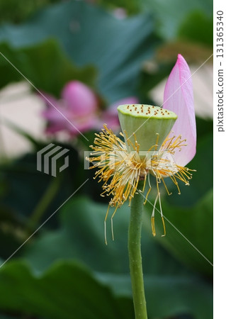 A scattered lotus receptacle A scattered lotus receptacle 131365340