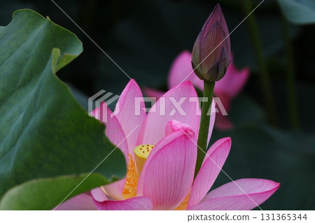 蓮花、花蕾和葉子 131365344