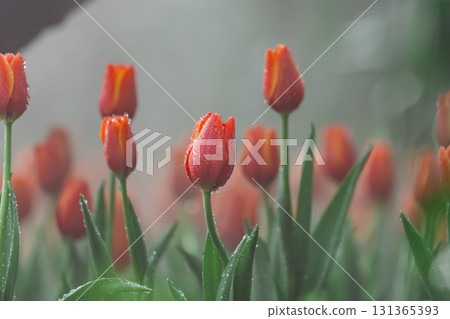 Vibrant Red Tulips in Misty Garden with Dew Drops Highlighting Petals and Lush Green Foliage for a Refreshing Spring Atmosphere Vibrant Red Tulips in Misty Garden with Dew Drops Highlighting Petals and Lush Green Foliage for a Refreshing Spring Atmosphere 131365393
