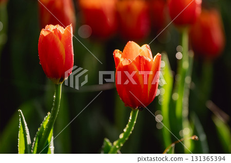 Vibrant Red Tulips Blooming in Soft Morning Light with Dewdrops on Petals and Lush Green Leaves Creating a Stunning Floral Garden Display 131365394