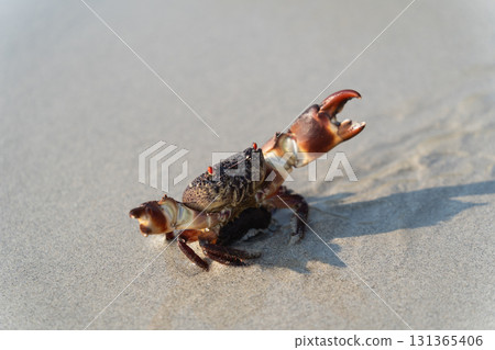 Close-up of a vibrant crab on sandy beach with clear sunlight highlighting its unique features and shadow interplay on wet sand surface Close-up of a vibrant crab on sandy beach with clear sunlight highlighting its unique features and shadow interplay on wet sand surface 131365406