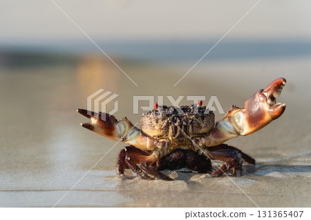 Close-Up View of a Vibrant Crab with a Detailed Shell and Claws on a Shimmering Sandy Beach at Sunrise Close-Up View of a Vibrant Crab with a Detailed Shell and Claws on a Shimmering Sandy Beach at Sunrise 131365407