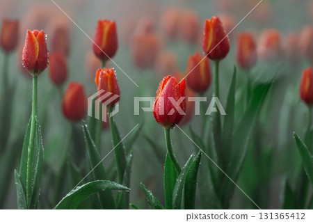 Fresh red tulips with dew in a misty field, vibrant flowers standing tall and proud, spring nature beauty, green leaves and soft background blur 131365412