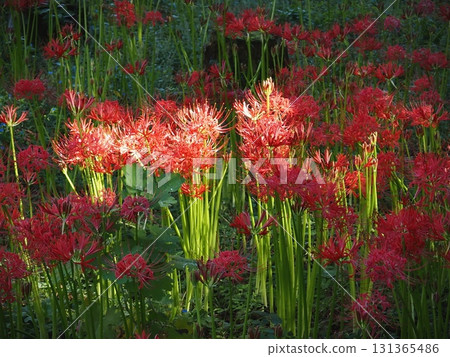 Red spider lilies in the sunlight filtering through the trees (20250921085519) Red spider lilies in the sunlight filtering through the trees (20250921085519) 131365486