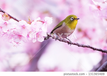 Japanese white-eye among cherry blossoms in full bloom Japanese white-eye among cherry blossoms in full bloom 131365489