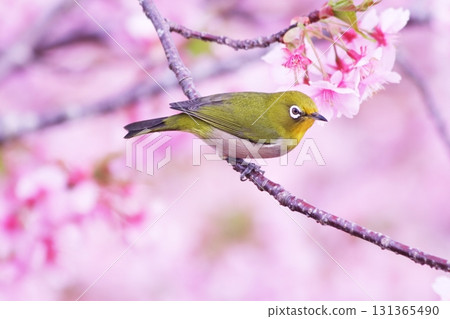 Japanese white-eye among cherry blossoms in full bloom Japanese white-eye among cherry blossoms in full bloom 131365490