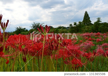 河畔的深紅文殊花 河畔的深紅文殊花 131365506
