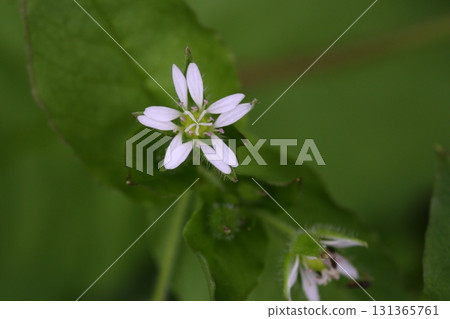 牛哈多巴花 131365761