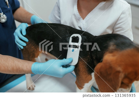 White modern device for searching tags. Two veterinarians are working with beagle dog in clinic 131365935