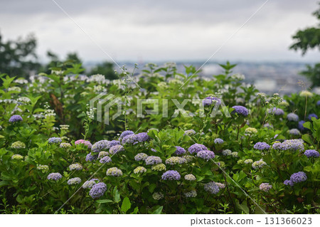 繡球花盛開的太空山觀景台 繡球花盛開的太空山觀景台 131366023
