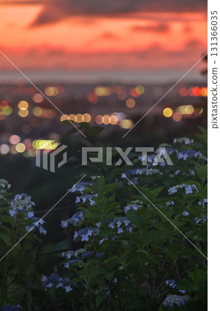 Hydrangeas bloom at the Utatsuyama Observation Hill 131366035