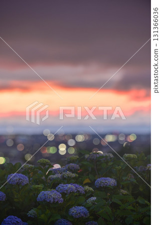 Hydrangeas bloom at the Utatsuyama Observation Hill 131366036