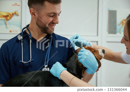 Cheerful doctors. Two veterinarians are working with beagle dog in clinic Cheerful doctors. Two veterinarians are working with beagle dog in clinic 131366044