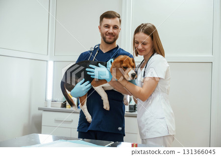 Professional workers. Two veterinarians are with beagle dog in clinic Professional workers. Two veterinarians are with beagle dog in clinic 131366045