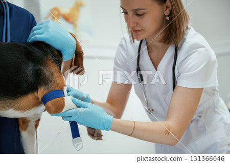 Preparing to take the blood sample. Two veterinarians are working with beagle dog in clinic Preparing to take the blood sample. Two veterinarians are working with beagle dog in clinic 131366046