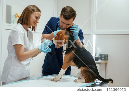 Ears check. Two veterinarians are working with beagle dog in clinic Ears check. Two veterinarians are working with beagle dog in clinic 131366053