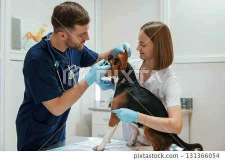 Ears check. Two veterinarians are working with beagle dog in clinic Ears check. Two veterinarians are working with beagle dog in clinic 131366054