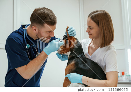 Ears check. Two veterinarians are working with beagle dog in clinic Ears check. Two veterinarians are working with beagle dog in clinic 131366055