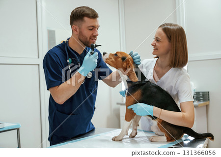 Professional workers. Two veterinarians are with beagle dog in clinic Professional workers. Two veterinarians are with beagle dog in clinic 131366056