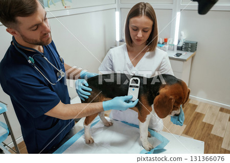 Searching for tag by using special equipment. Two veterinarians are working with beagle dog in clinic 131366076