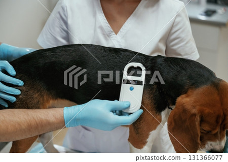 Searching for tag by using special equipment. Two veterinarians are working with beagle dog in clinic 131366077