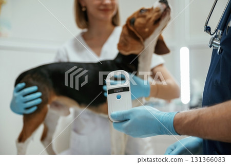 With special device. Two veterinarians are working with beagle dog in clinic With special device. Two veterinarians are working with beagle dog in clinic 131366083