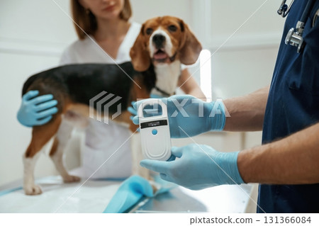In blue gloves. Two veterinarians are working with beagle dog in clinic 131366084