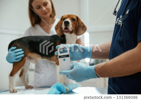 White modern device for searching tags. Two veterinarians are working with beagle dog in clinic 131366086