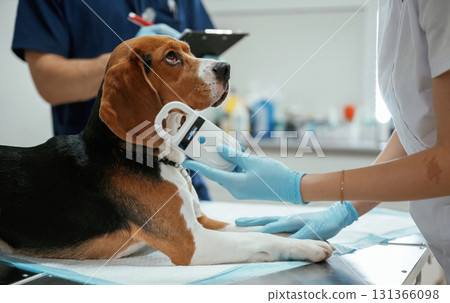 Close up view, animal is on the table. Two veterinarians are working with beagle dog in clinic 131366098
