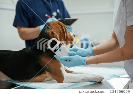 Close up view, animal is on the table. Two veterinarians are working with beagle dog in clinic Close up view, animal is on the table. Two veterinarians are working with beagle dog in clinic 131366099