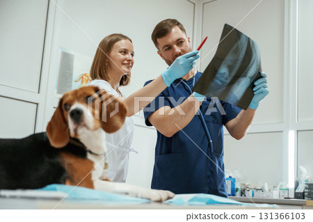 With x-ray. Two veterinarians are working with beagle dog in clinic With x-ray. Two veterinarians are working with beagle dog in clinic 131366103