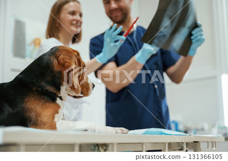 With x-ray. Two veterinarians are working with beagle dog in clinic 131366105